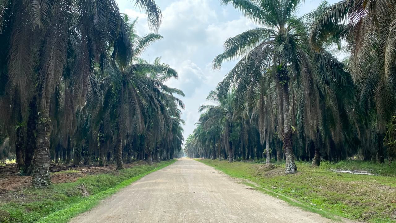 Perkebunan